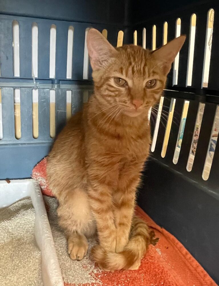 multimedia-foto75688-488-1