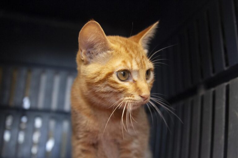 multimedia-foto75690-489-1