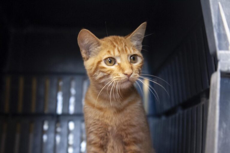 multimedia-foto75691-489-1