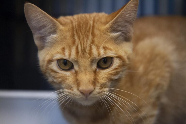 multimedia-foto75692-489-1