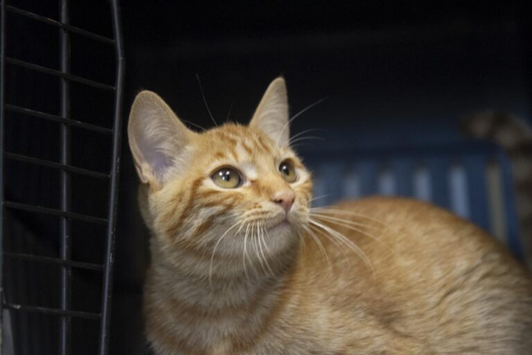 multimedia-foto75693-489-1