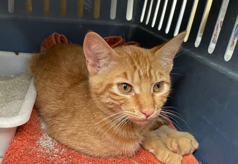 multimedia-foto75694-489-1