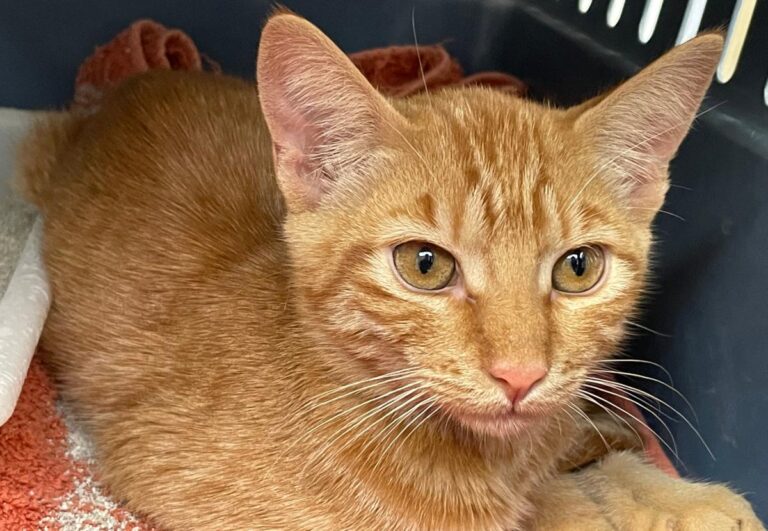 multimedia-foto75695-489-1