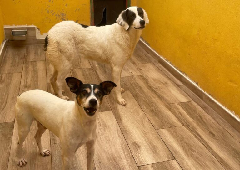 multimedia-foto75740-88-1