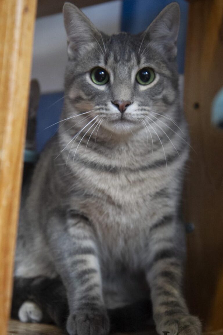 multimedia-foto75754-311-1