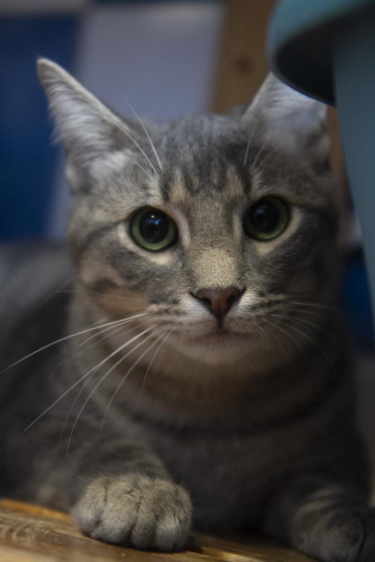 multimedia-foto75755-311-1