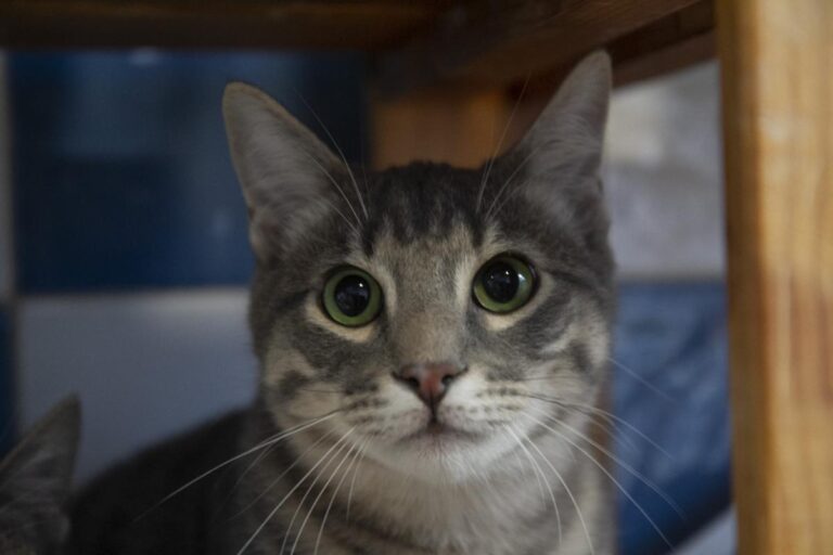 multimedia-foto75756-311-1