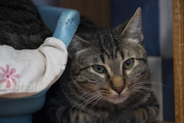 multimedia-foto75765-539-1