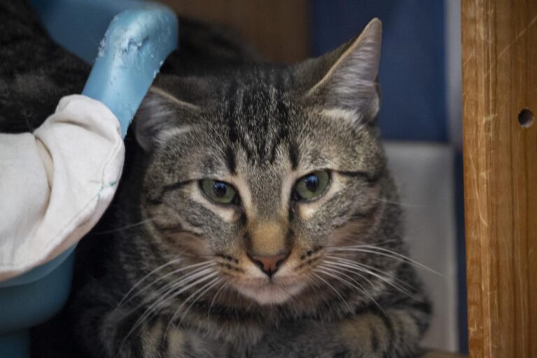 multimedia-foto75766-540-1