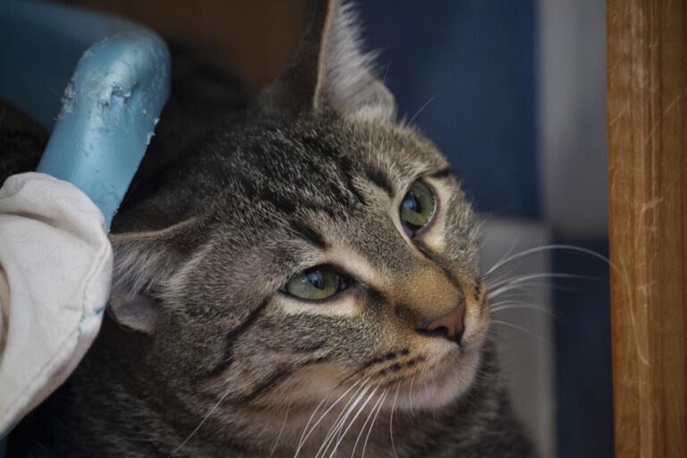 multimedia-foto75767-540-1