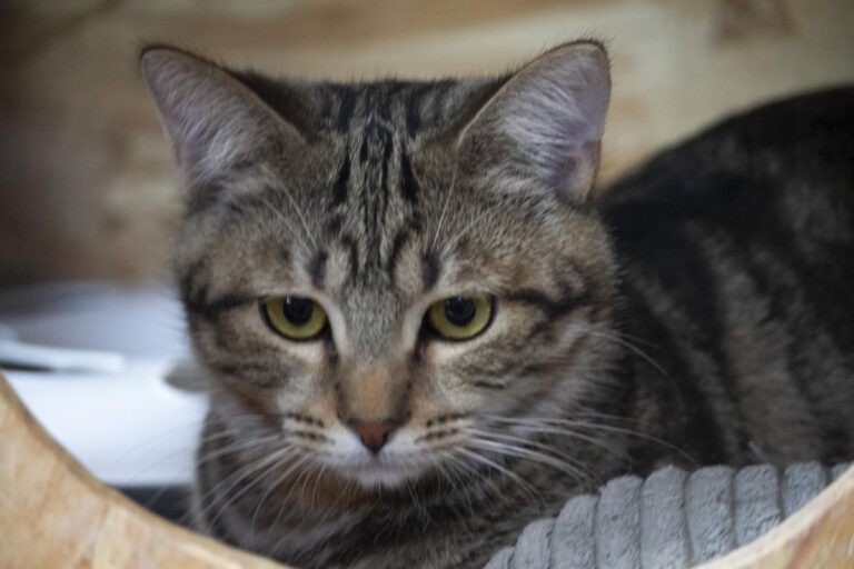 multimedia-foto75772-738-1