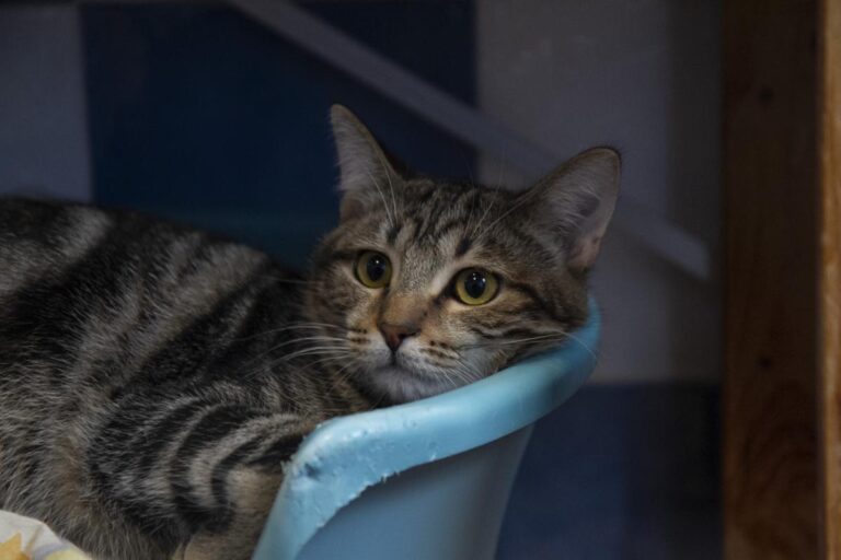 multimedia-foto75773-738-1