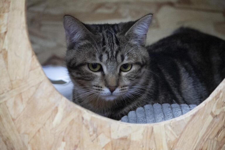 multimedia-foto75774-738-1