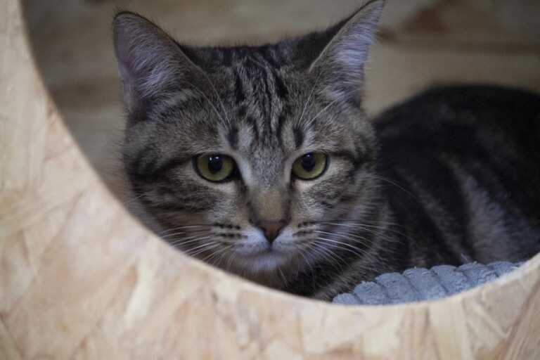 multimedia-foto75775-738-1