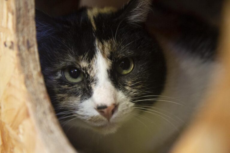 multimedia-foto75785-170-1