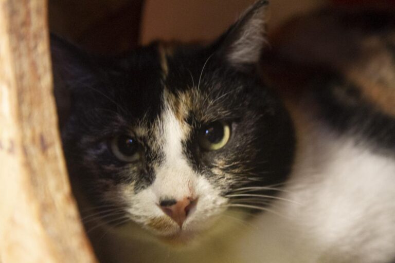 multimedia-foto75786-171-1