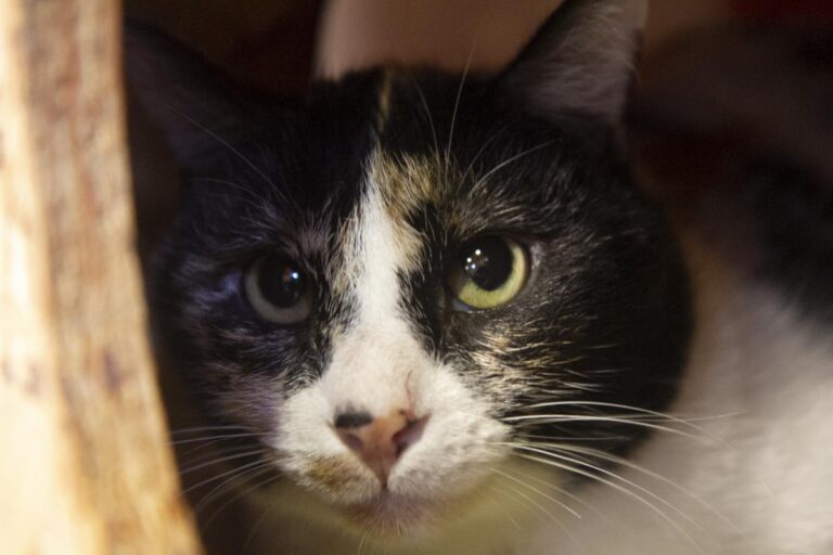 multimedia-foto75787-171-1