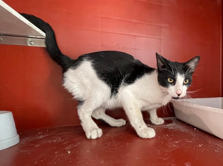 multimedia-foto75845-345-1