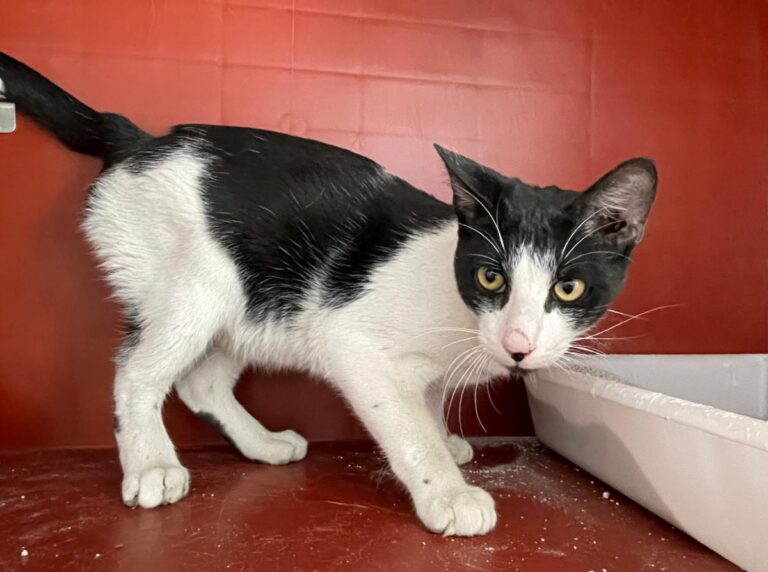 multimedia-foto75846-345-1