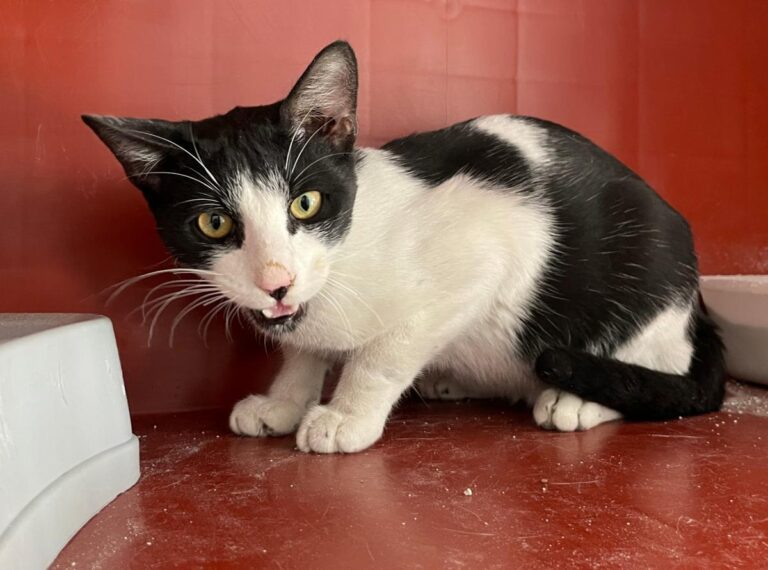 multimedia-foto75849-346-1