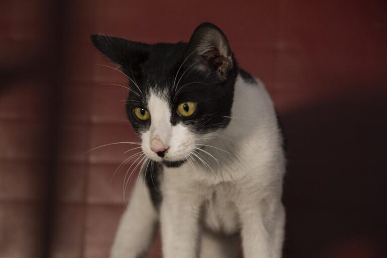 multimedia-foto75850-346-1