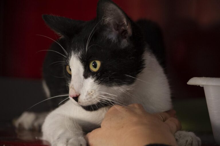 multimedia-foto75851-346-1