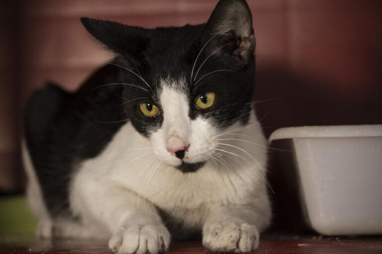 multimedia-foto75852-347-1