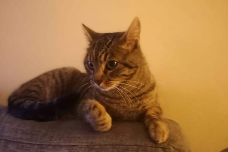 multimedia-foto75855-198-1