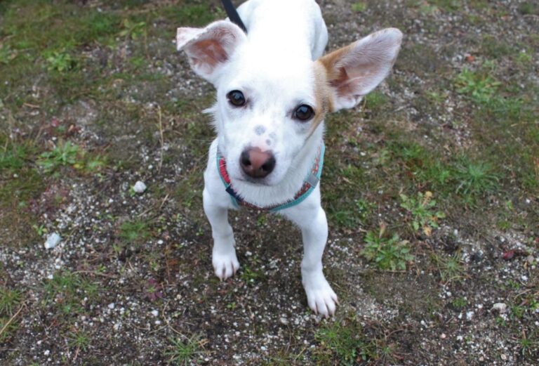 multimedia-foto75877-147-1