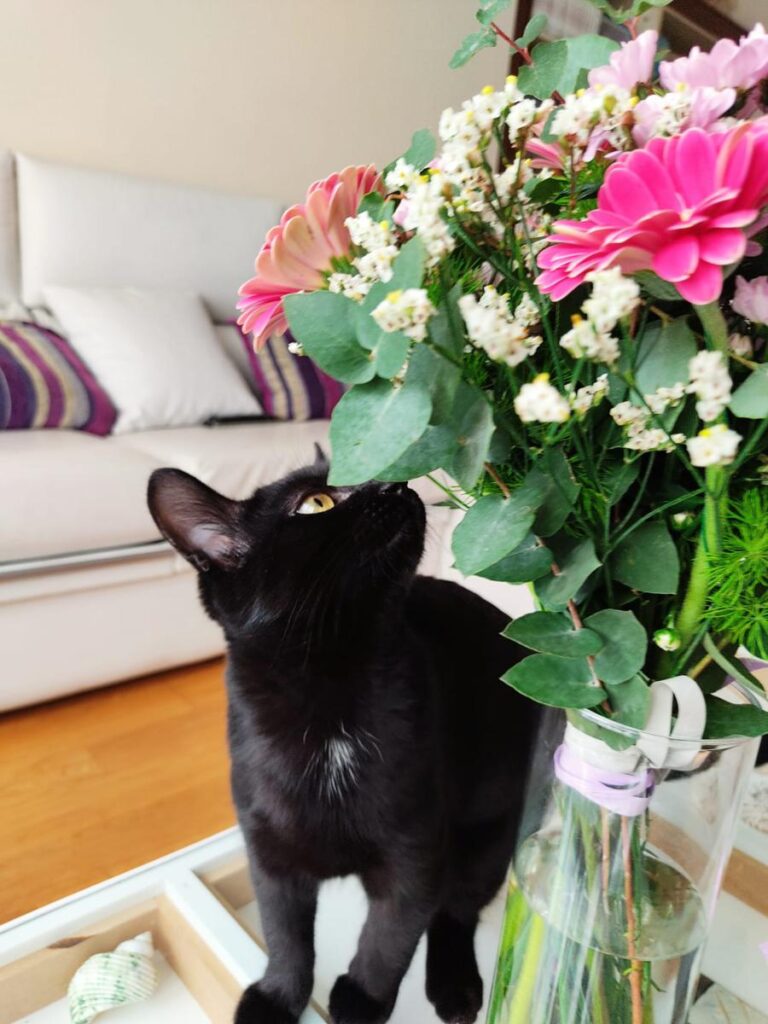 multimedia-foto75907-347-1