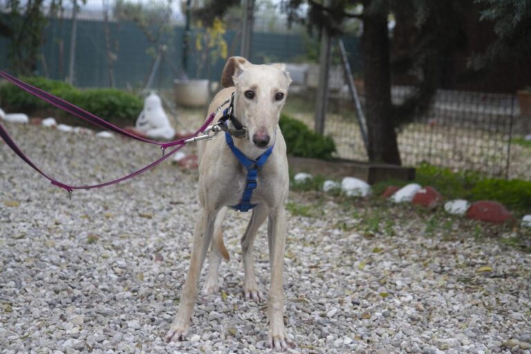 multimedia-foto75925-658-1