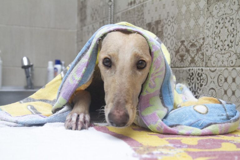 multimedia-foto75927-658-1