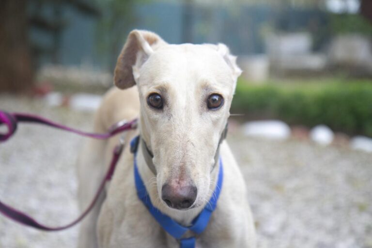 multimedia-foto75928-658-1