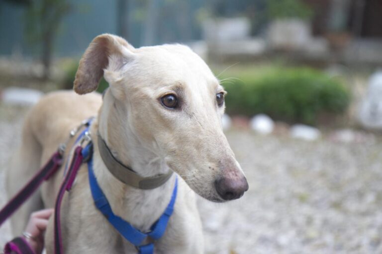 multimedia-foto75929-658-1