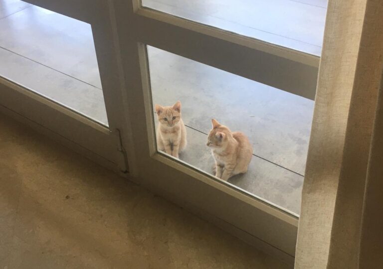 multimedia-foto75949-383-1