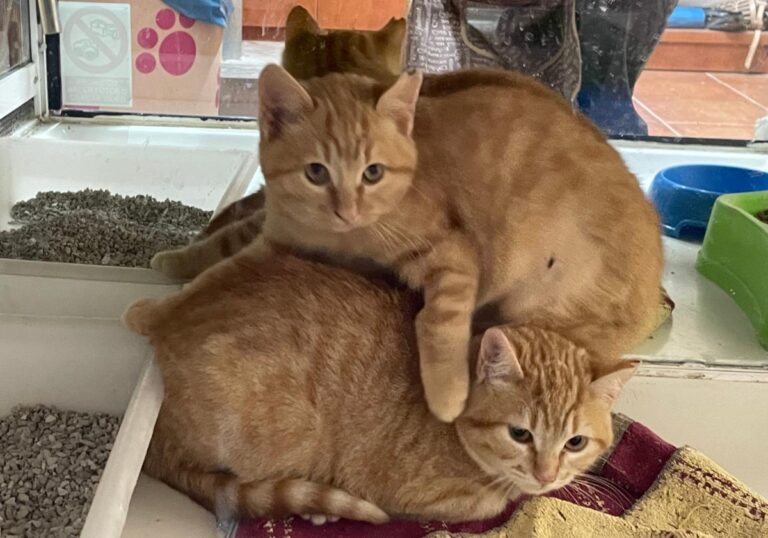 multimedia-foto75950-383-1