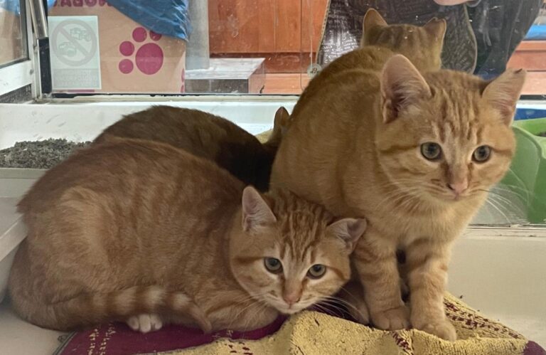 multimedia-foto75951-383-1