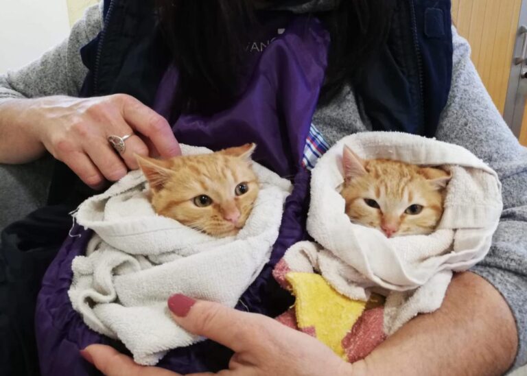 multimedia-foto75952-383-1