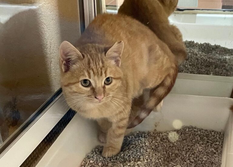 multimedia-foto75954-384-1