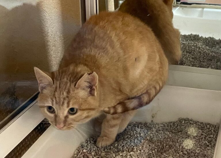 multimedia-foto75955-384-1