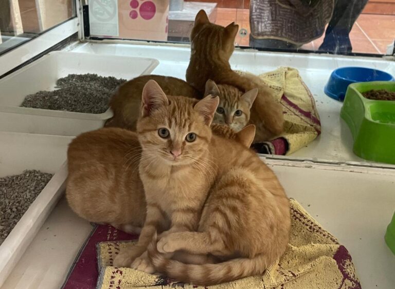 multimedia-foto75956-384-1