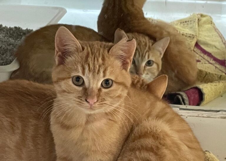 multimedia-foto75957-384-1