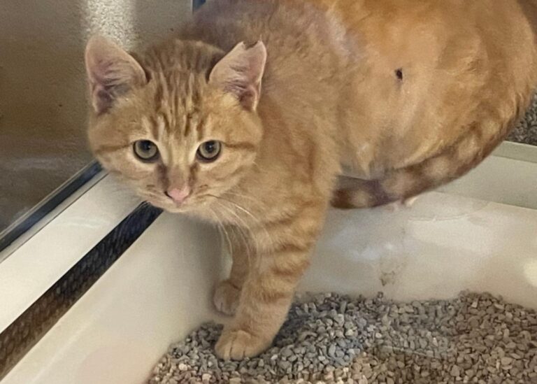 multimedia-foto75958-385-1