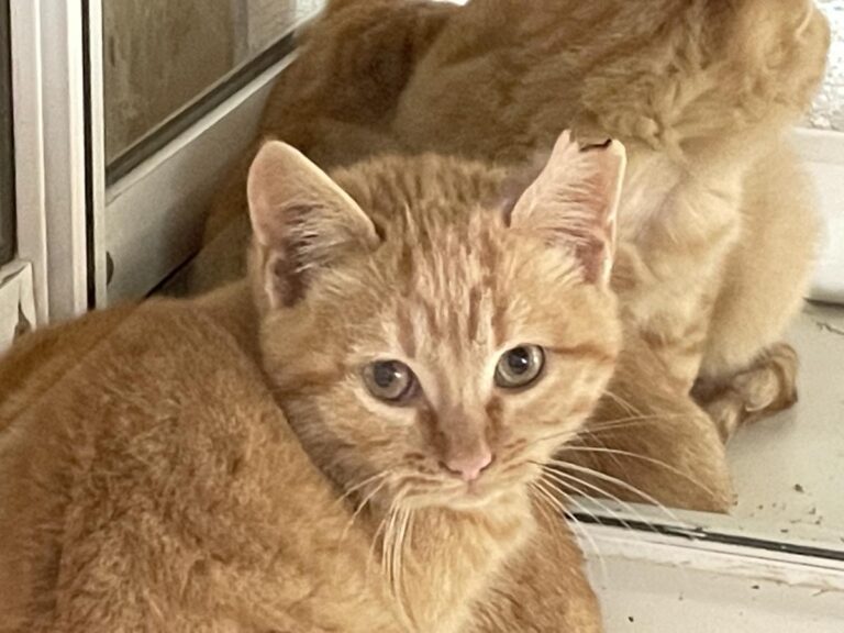 multimedia-foto75959-385-1