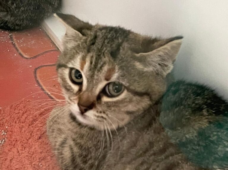 multimedia-foto75992-880-1