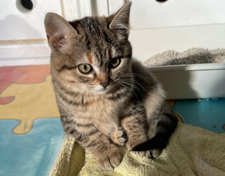 multimedia-foto75993-881-1