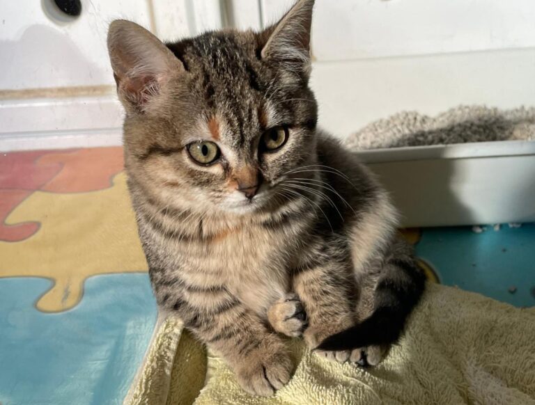 multimedia-foto75994-881-1