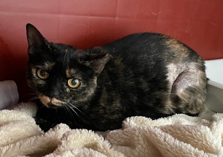 multimedia-foto75996-194-1