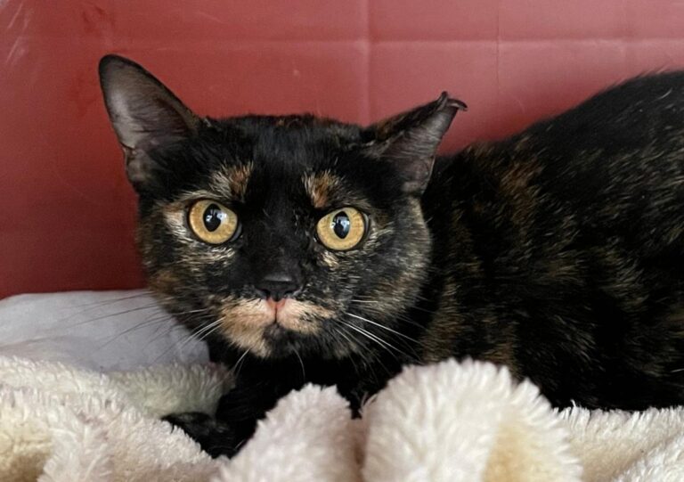 multimedia-foto75998-194-1