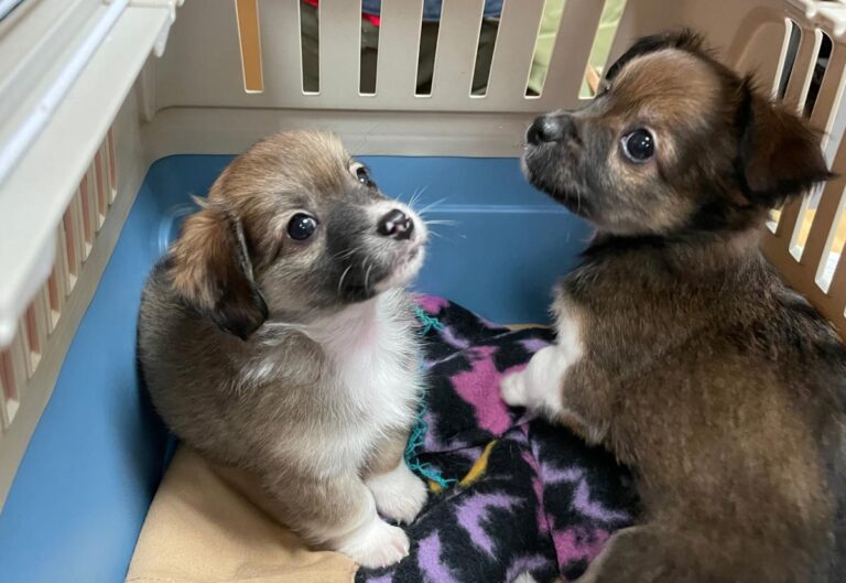 multimedia-foto76005-925-1